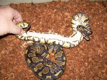 odd female belly