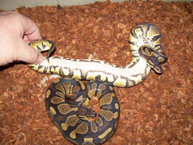 odd female belly