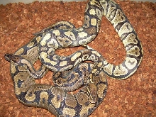 paradox ghost male