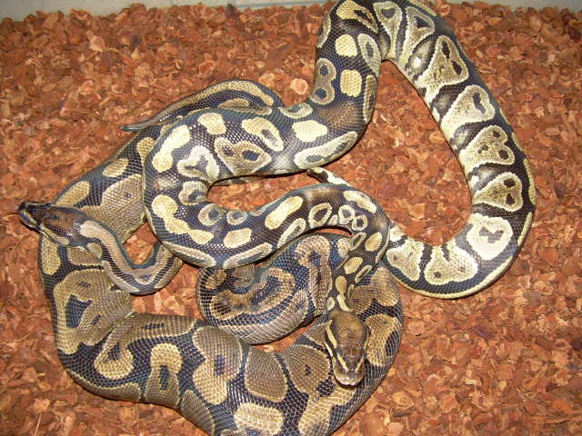 paradox ghost male