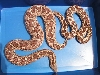 roughscales