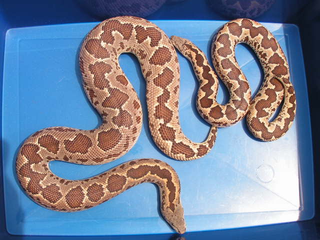 roughscales