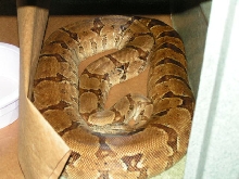 salmontinefemale