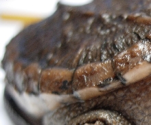 Tula Up-Close and Personal