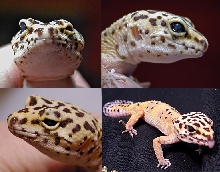 Kismet - possibly blind gecko