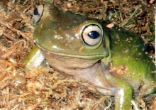My frog just chillin