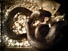 poor lil mice....