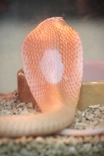 my baby albino Naja n. Kaouthia