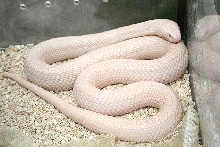 another albino naja of mine just shed