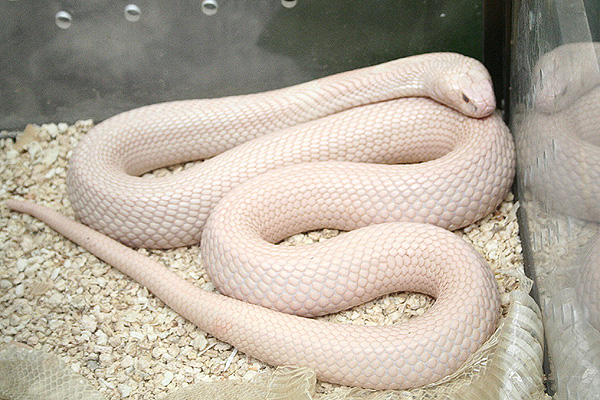 another albino naja of mine just shed