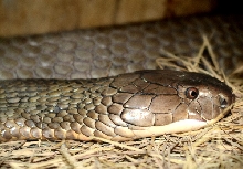 my ophiophagus hannah