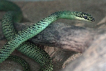 paradise snake
