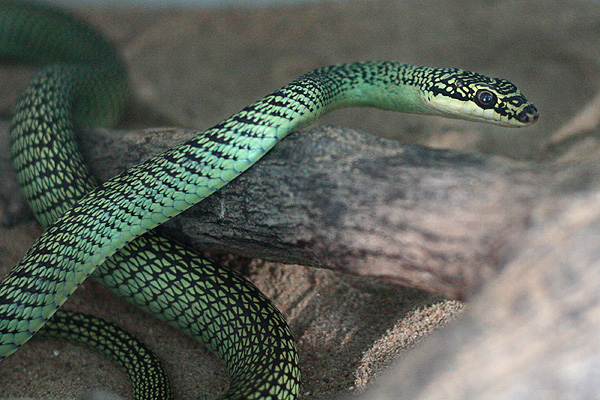 paradise snake