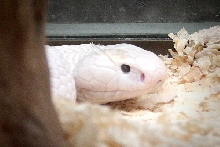 whitey the leucistic cobra