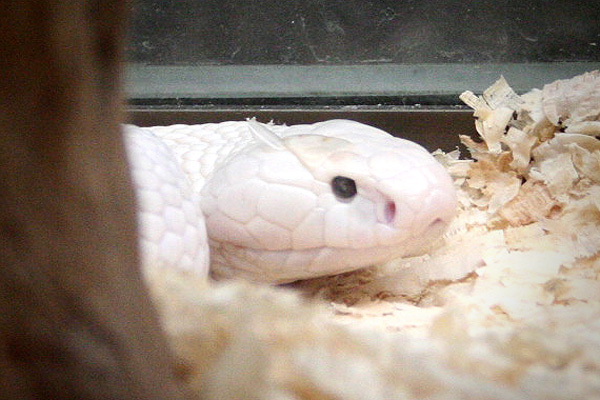 whitey the leucistic cobra