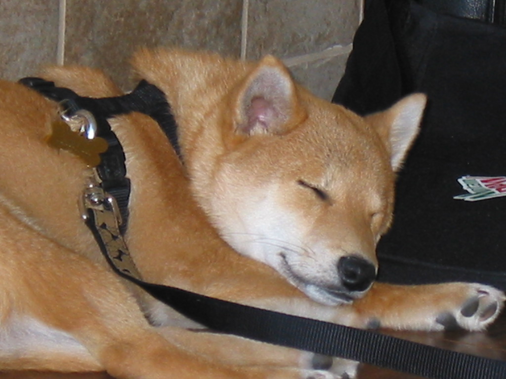 sleepy hunter 4.6mos