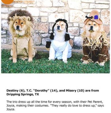 halloween shibas