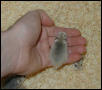 Roborovski in hand