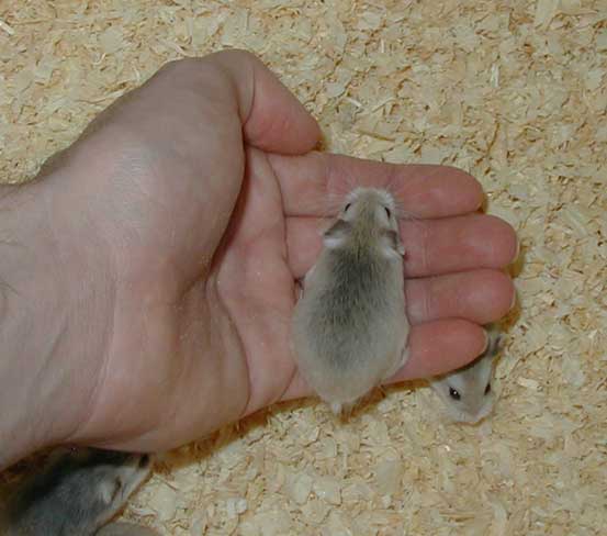 Roborovski in hand