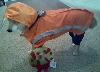 raincoat 2