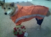 raincoat3