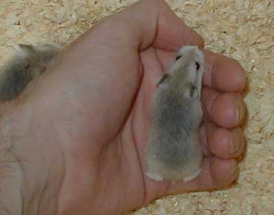 Rob2 in hand