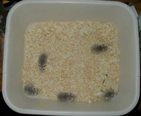 5 in bin