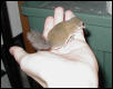 Dormouse in hand