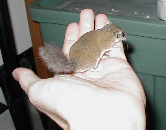 Dormouse in hand