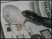 female indigo eating in blue