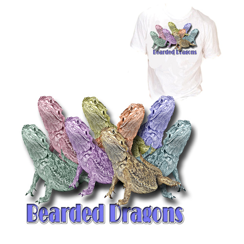 Bearded Dragon Colors