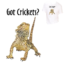 Bearded Dragon Got Crickets