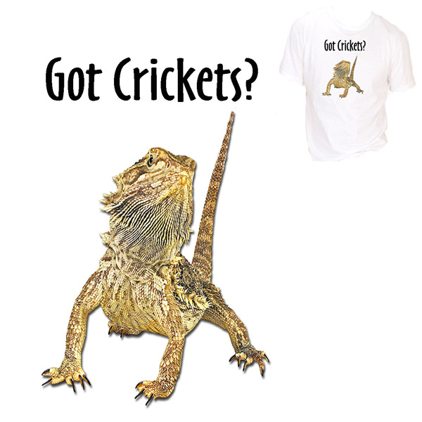 Bearded Dragon Got Crickets
