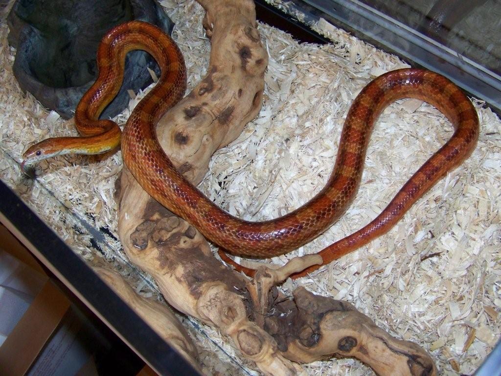 rusty1