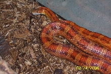 Probably Hypo