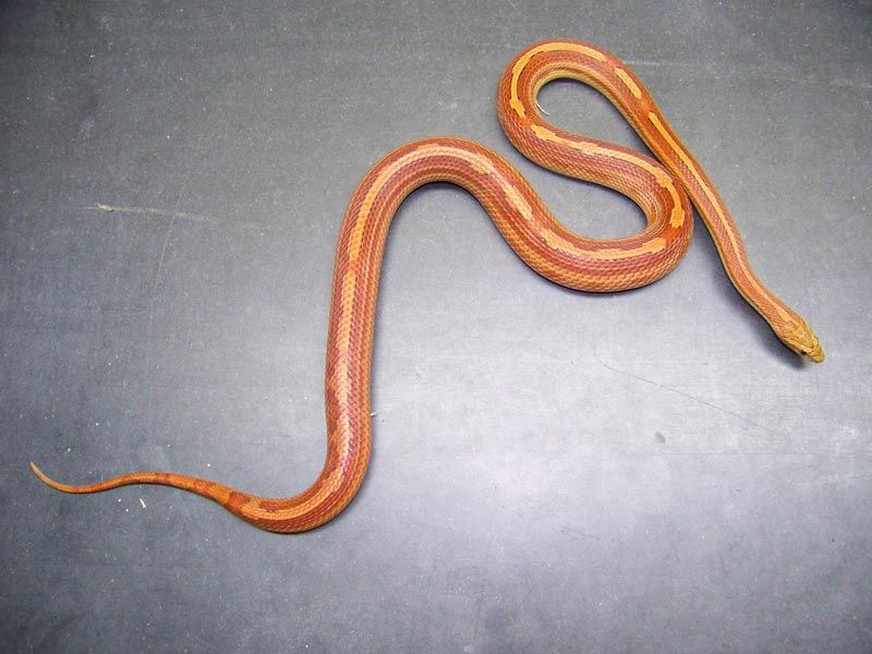 motley/stripe ??