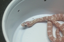 poss ghost