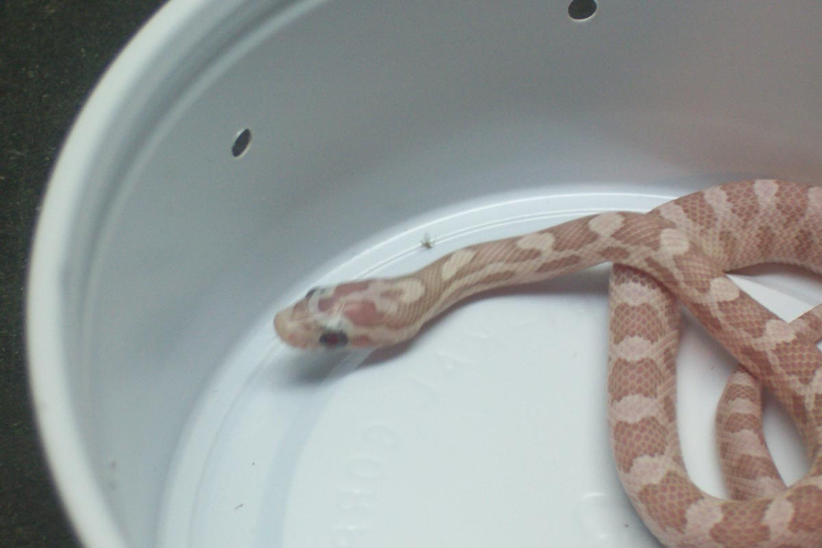 poss ghost