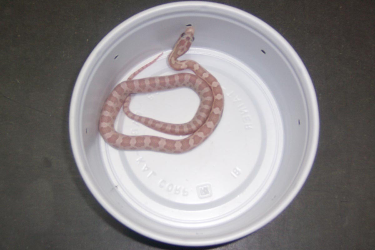 poss ghost 2