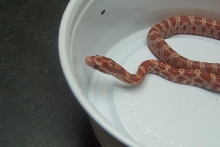 poss hypo