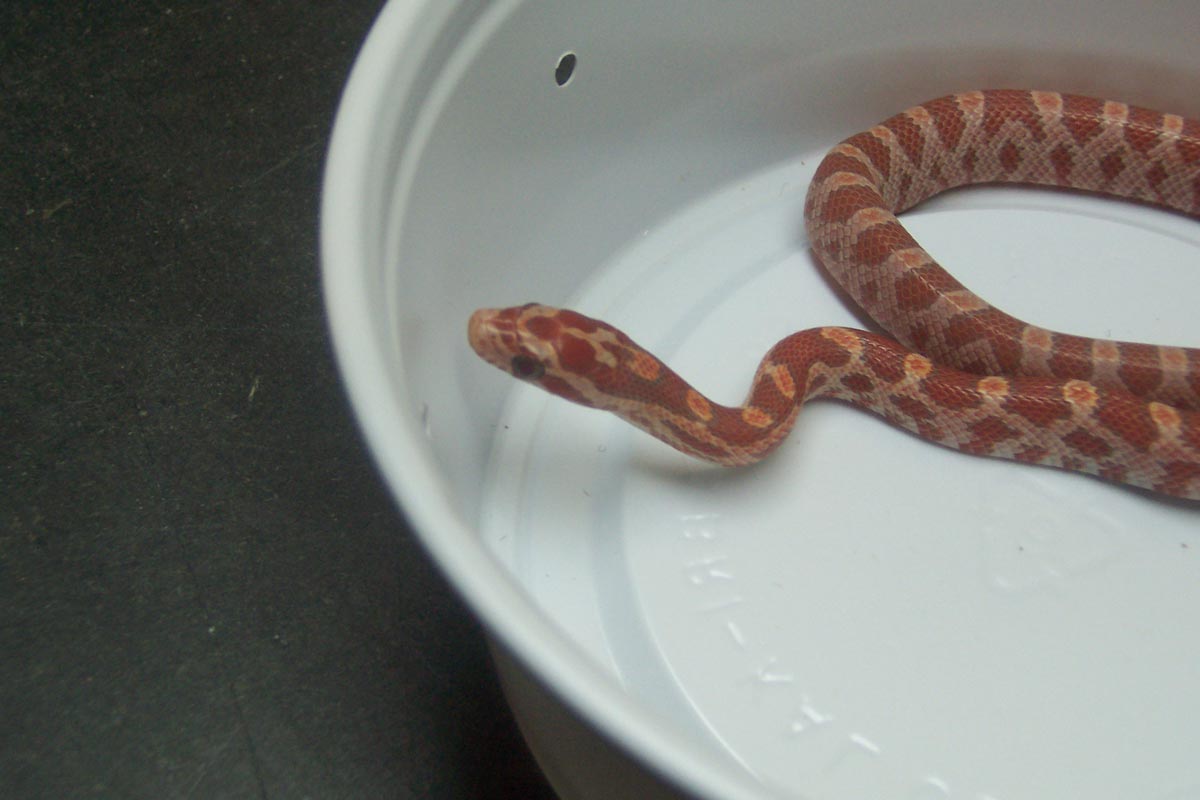 poss hypo