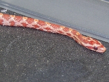 poss hypo close
