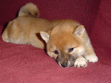 aiko