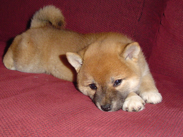 aiko