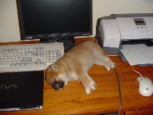 at the computer