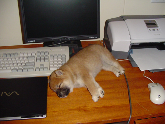 at the computer