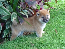 resting in the shade