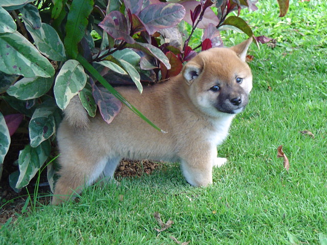 resting in the shade