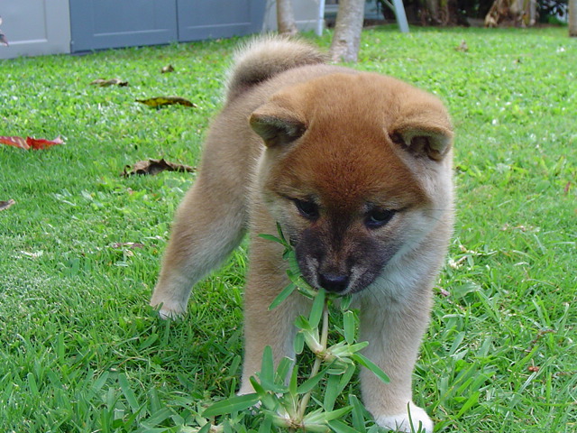 more grass