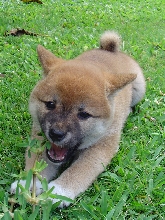 aiko the grass killer!